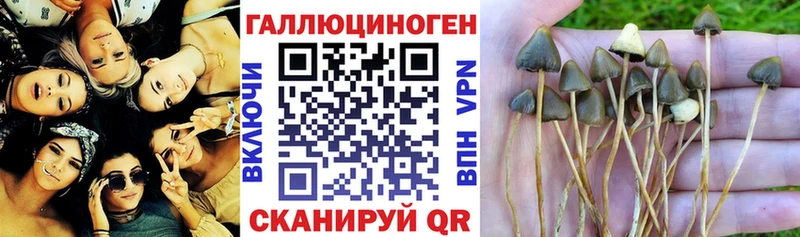 Псилоцибиновые грибы прущие грибы  Купить где  Дюртюли 